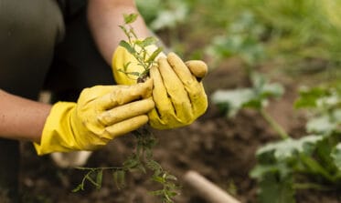 image blog paysagiste Annecy - erreurs à éviter pour entretenir son jardin